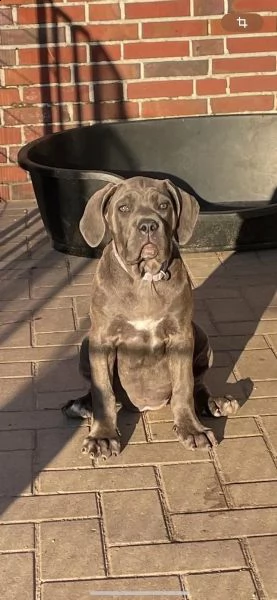 cuccioli di cane corso | Foto 5