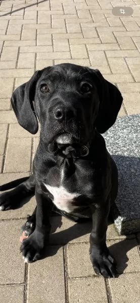 cuccioli di cane corso | Foto 4