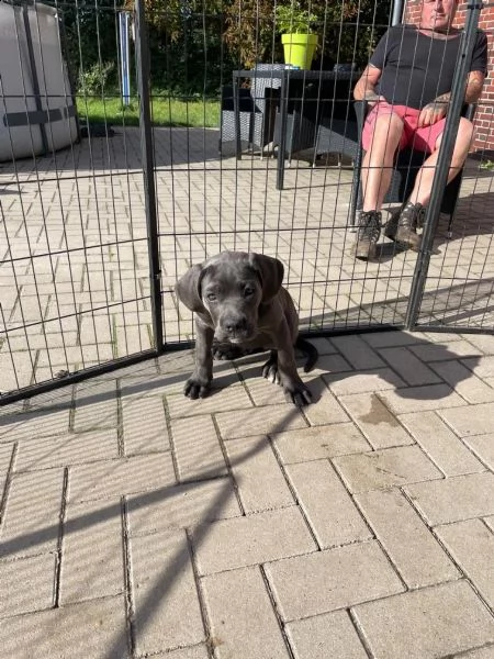 cuccioli di cane corso | Foto 3