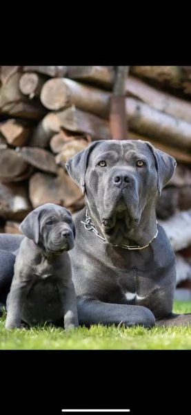 cuccioli di cane corso | Foto 2