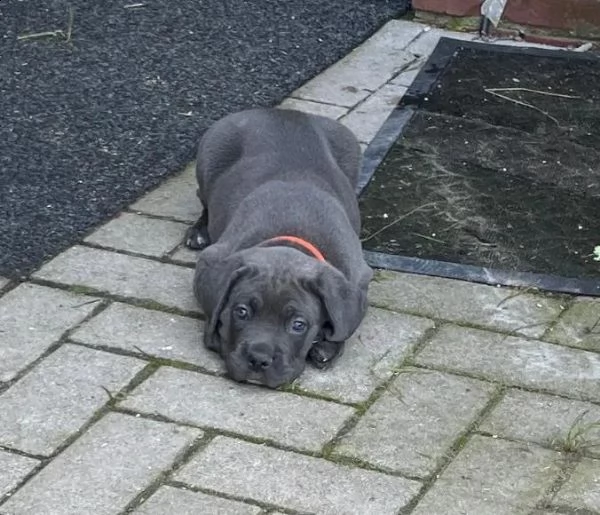 cuccioli di cane corso | Foto 1