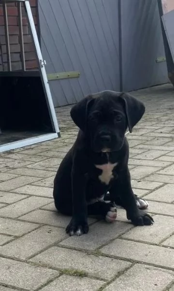 cuccioli di cane corso | Foto 0