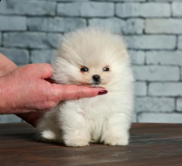 cuccioli di spitz nano tedesco