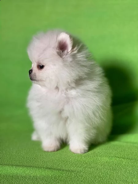 cuccioli di pomerania bianchi  | Foto 0