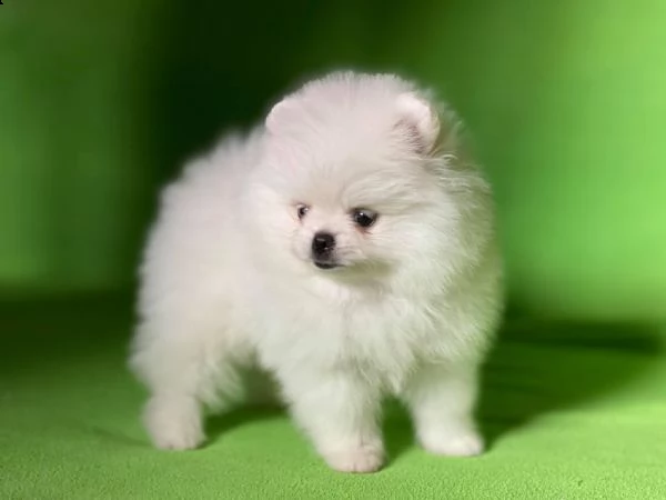 cuccioli di pomerania bianchi 