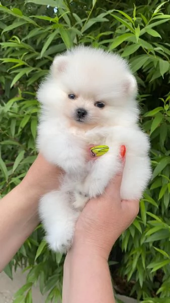 spitz pomerania toy di 3 mesi!!