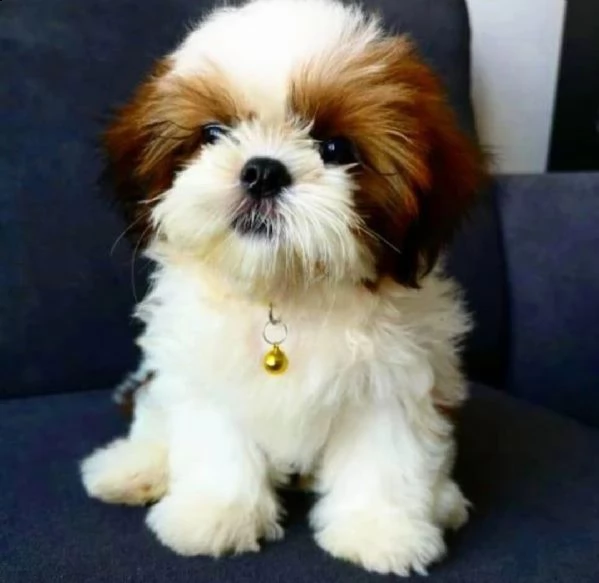 due cuccioli di shihtzu toy!!! | Foto 0