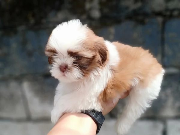 due cuccioli di shihtzu toy!!!