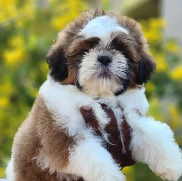 cuccioli di shih tzu!!!!