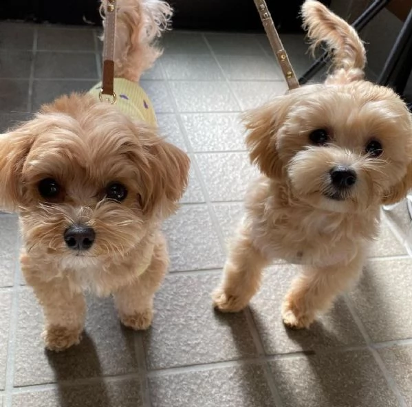 cuccioli di barboncino in adozione