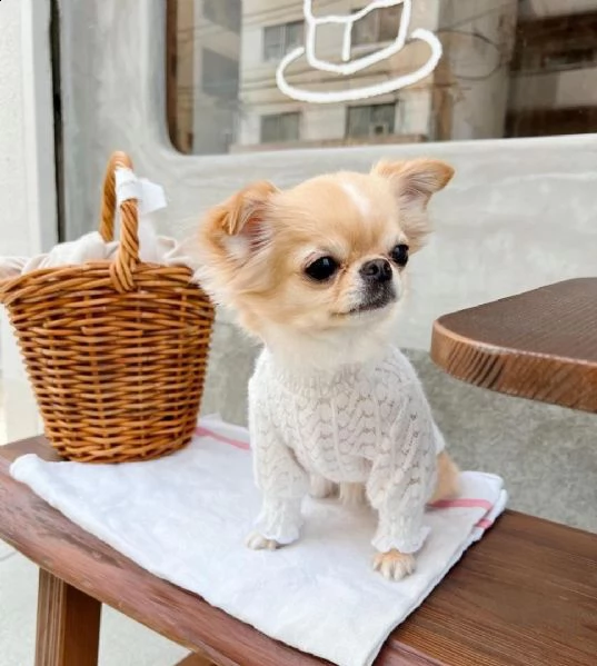 cuccioli di chihuahua in adozione