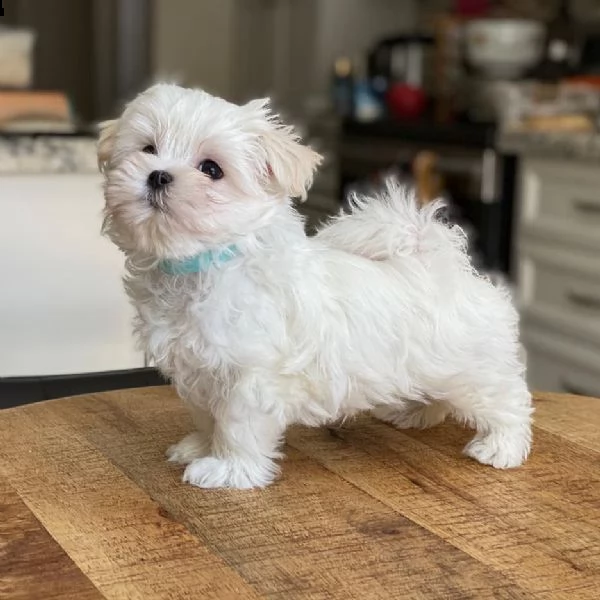 cuccioli di maltese in adozione