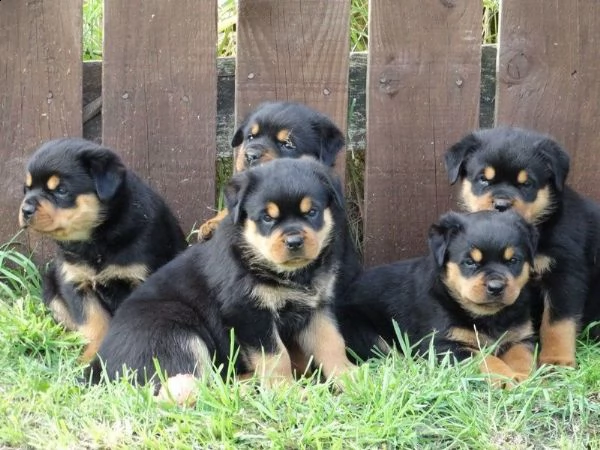 pura razza cuccioli di rottweiler per adozione