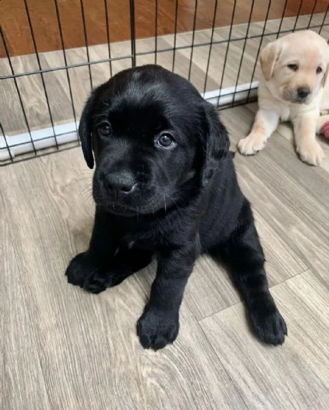 regalo cuccioli di labrador cioccolato