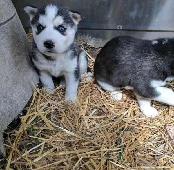 regalo cucciolo cuccioli di siberian husky