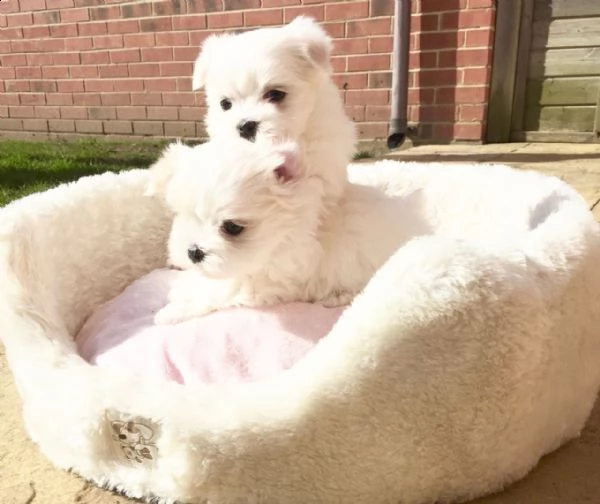 cuccioli di maltesi mini toy. 