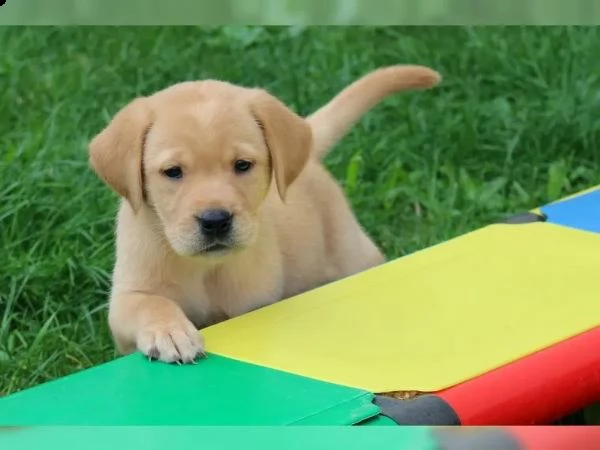 cuccioli di labrador