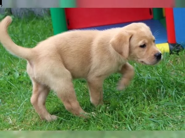 cuccioli di labrador | Foto 6