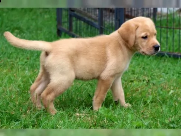 cuccioli di labrador | Foto 5