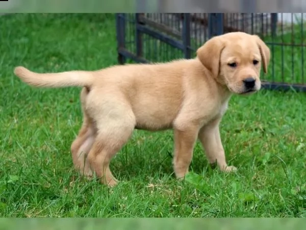 cuccioli di labrador | Foto 4