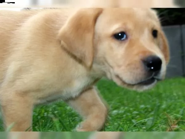 cuccioli di labrador | Foto 3