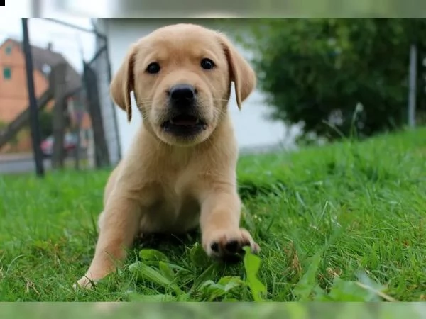 cuccioli di labrador | Foto 2