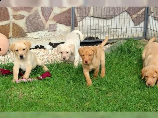 cuccioli di labrador | Foto 1