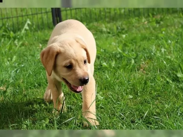 cuccioli di labrador | Foto 0