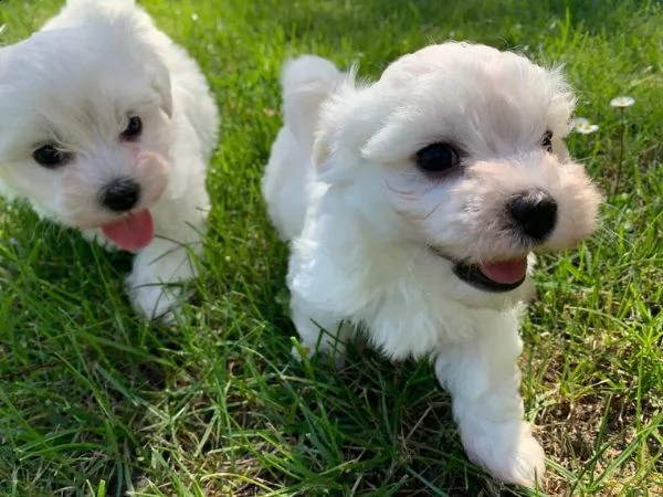 cuccioli maltesi