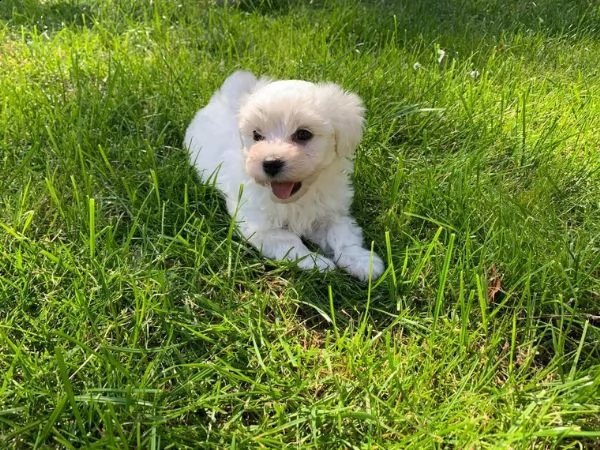 cuccioli maltesi | Foto 6