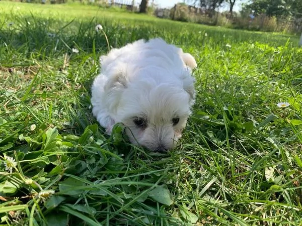 cuccioli maltesi | Foto 4