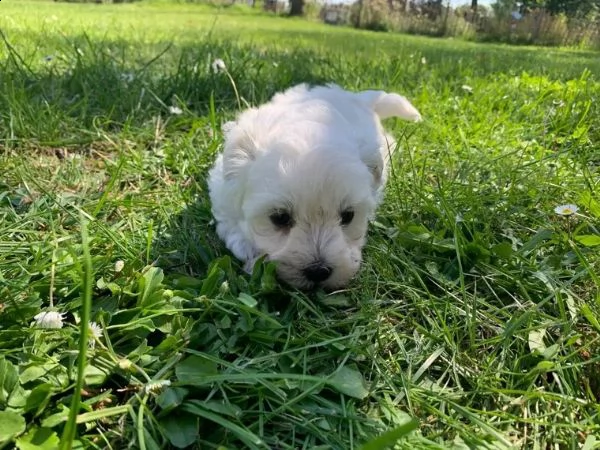 cuccioli maltesi | Foto 2