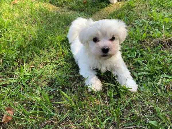 cuccioli maltesi | Foto 1