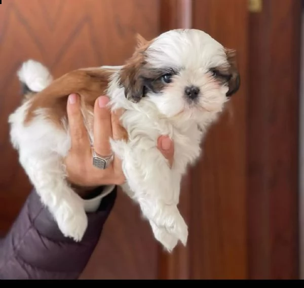 dolci cuccioli di shih tzu maschi e femmine | Foto 0