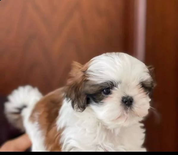 dolci cuccioli di shih tzu maschi e femmine