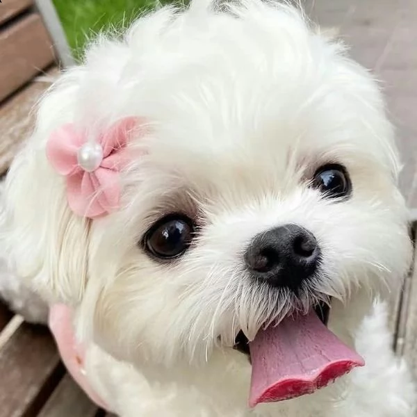 adorabili cuccioli di maltese da tè per una famiglia amorevole abbiamo adorabili cuccioli maltesi ma | Foto 0