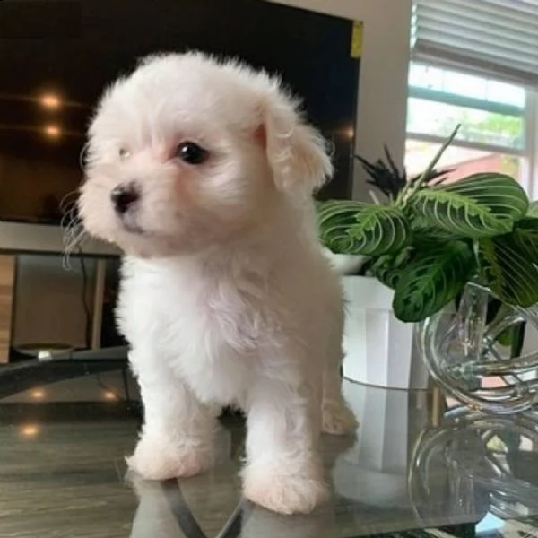 splendidi cuccioli di maltese genuini (+393512351560)