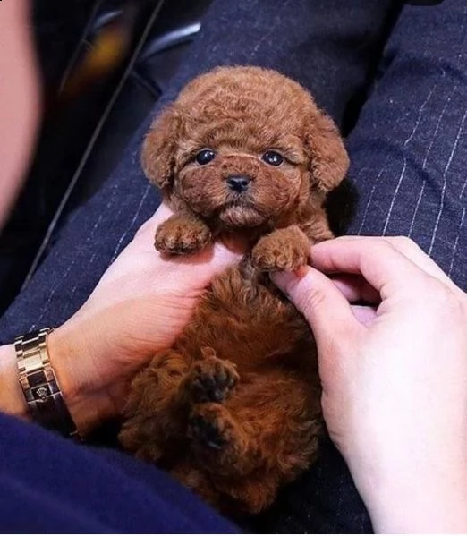 cuccioli di barboncino