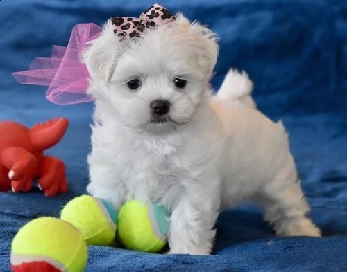 fantastici cuccioli maltesi in tazza da tè/giocattolo disponibili per l'adozione abbiamo 2 bellissim | Foto 0