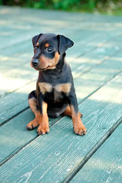   regalo cuccioli di pinscher 