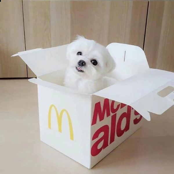 fantastici cuccioli maltesi teacup disponibili per il tuo nuovo membro della famiglia cucciolata san | Foto 0