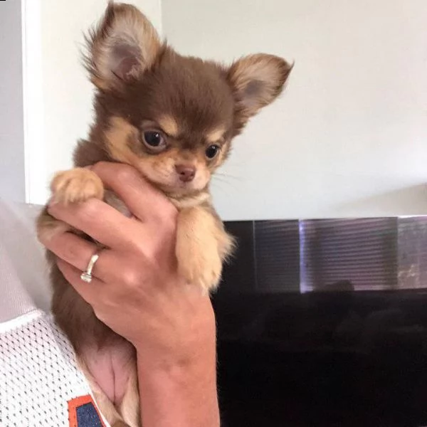 cuccioli di chihuahua maschi e femmine disponibili per una casa premurosa e amorevole.   sono molto  | Foto 1