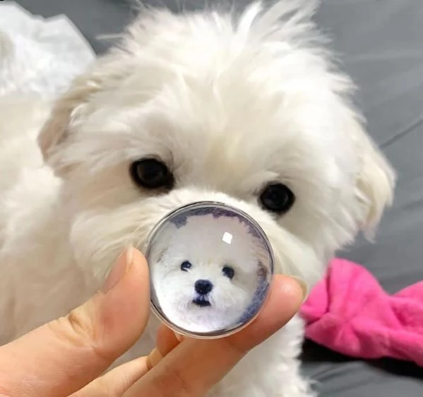 bellissimi cuccioli maltesi akc teacup disponibili per l'adozione per la tua famiglia abbiamo due be | Foto 0