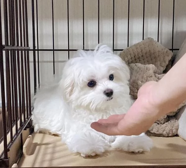 cuccioli maltesi dolci e giocherelloni in adozione, maschi e femmine ##### adorabili cuccioli maltes | Foto 0