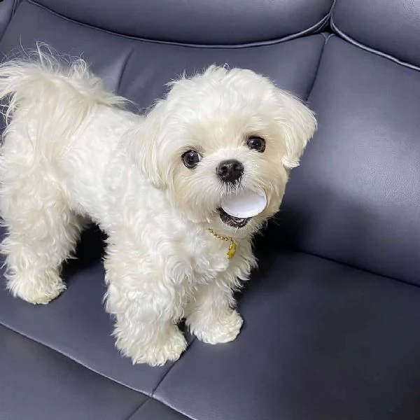 bellissimi cuccioli di maltese akc teacup disponibili regalo di famiglia per te abbiamo tre bellissi | Foto 0