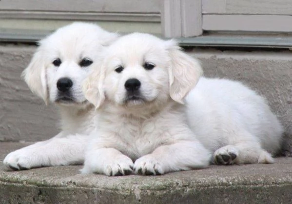 cuccioli golden retriever