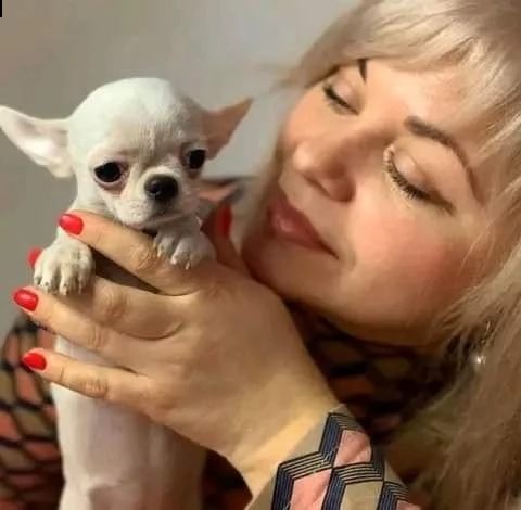 chihuahua cuccioli di malamute adozione gratuita un maschio e una femmina ho un maschio e una femmin | Foto 0