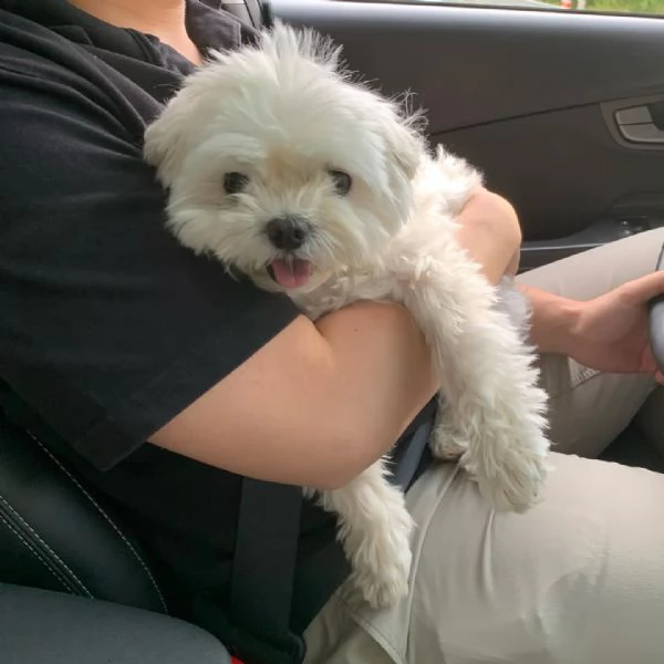  bellissimi cuccioli maltesi akc teacup disponibili per l'adozione per la tua famiglia abbiamo due b | Foto 0