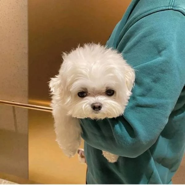 disponibili magnifici cuccioli di maltese maschi e femmine bellissimi cuccioli di maltese. cresciuto