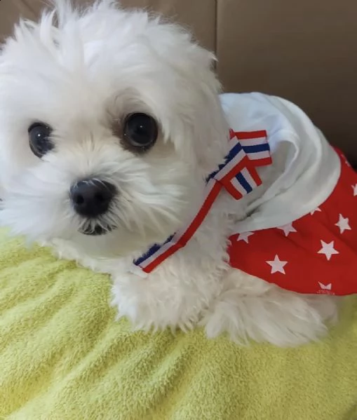 adorabili cuccioli di maltese da tè per una famiglia amorevole abbiamo adorabili cuccioli maltesi ma | Foto 0